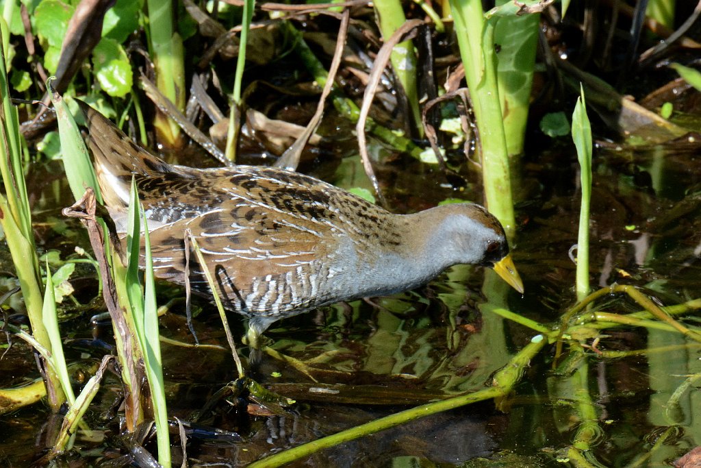 Rail, Sora, 2015-01109233b Green Cay Wetlands, FL.JPG - Sora. Rail. Green Cay Wetlands, FL, 1-10-2015